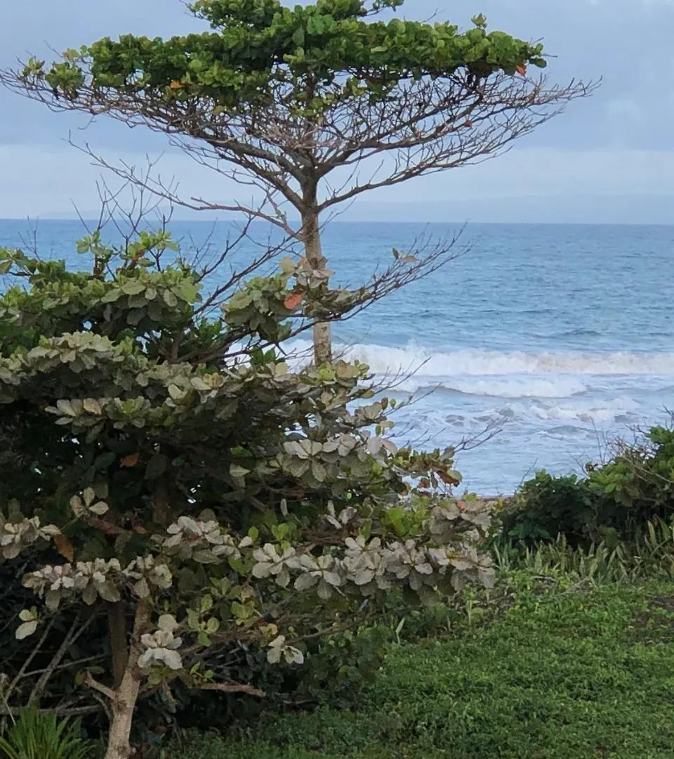 *** アパートホテル Barefoot Beach Pad キャバレテ ドミニカ共和国